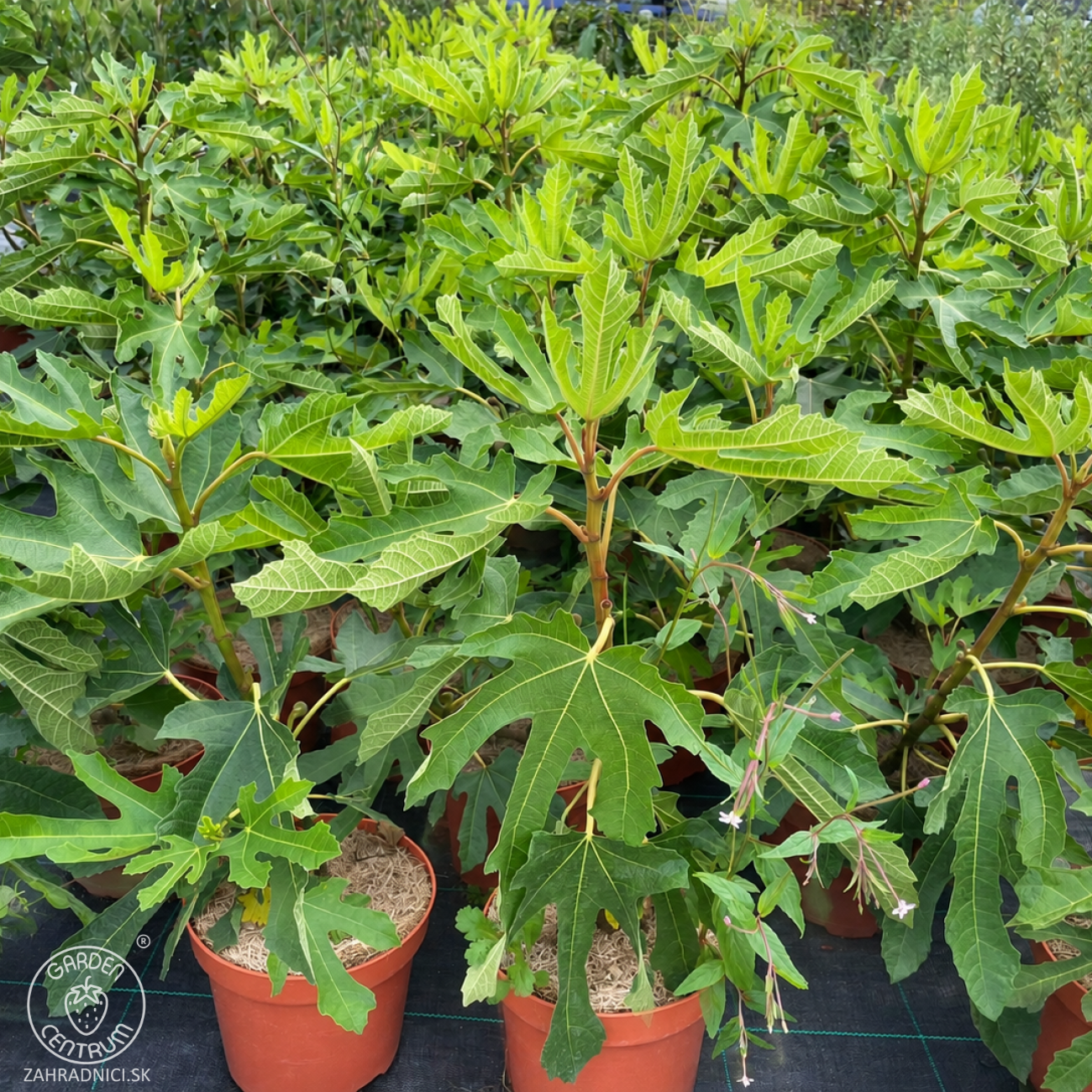 Obrázok Figovník (ficus carica) ´LITTLE MISS FIGGY´® - výška 40-50 cm, kont. C2L/C3L